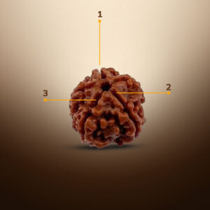3 Mukhi Rudraksha - Image 2