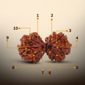 10 Mukhi Gauri Shankar Rudraksha - Image 2