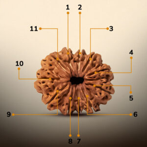 11 Mukhi Rudraksha - Image 2
