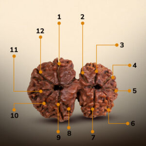 12 Mukhi Gauri Shankar Rudraksha - Image 2