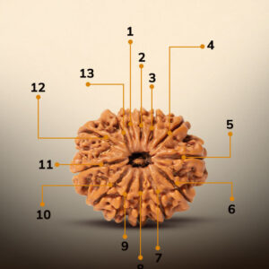13 Mukhi Rudraksha - Image 2