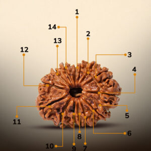 14 Mukhi Rudraksha - Image 2