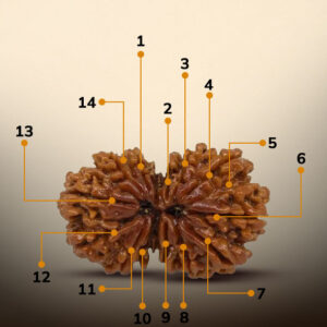 14 Mukhi Gauri Shankar Rudrkasha - Image 2
