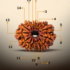 15 Mukhi Rudraksha - Image 2