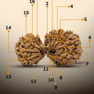 16 Mukhi Gauri Shankar Rudraksha - Image 2