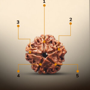 5 Mukhi Rudraksha - Image 2