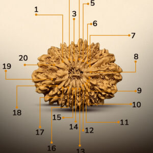 20 Mukhi Rudraksha - Image 2