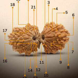 21 Mukhi Gauri Shankar Rudraksha - Image 2