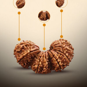 Trijuti Rudraksha - Image 2