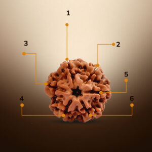 6 Mukhi Rudraksha - Image 2
