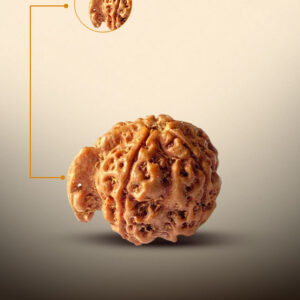Ganesh Rudraksha - Image 2
