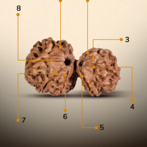 8 Mukhi Gauri Shankar Rudraksha - Image 2
