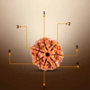 7 Mukhi Rudraksha - Image 2