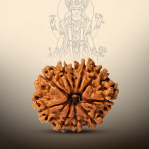10 Mukhi Rudraksha - Image 3