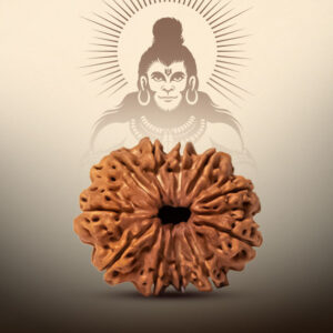11 Mukhi Rudraksha - Image 3