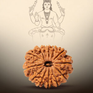 13 Mukhi Rudraksha - Image 3