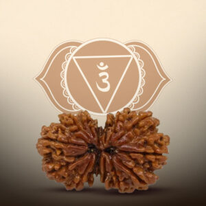 14 Mukhi Gauri Shankar Rudrkasha - Image 3