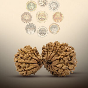 16 Mukhi Gauri Shankar Rudraksha - Image 3