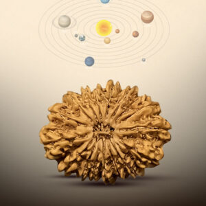 20 Mukhi Rudraksha - Image 3