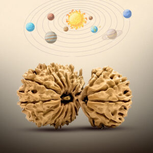 20 Mukhi Gauri Shankar Rudraksha - Image 3
