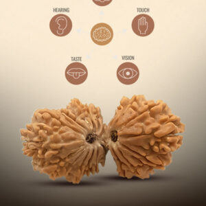 21 Mukhi Gauri Shankar Rudraksha - Image 3