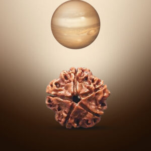 5 Mukhi Rudraksha - Image 3