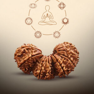 Trijuti Rudraksha - Image 3