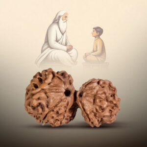 8 Mukhi Gauri Shankar Rudraksha - Image 3