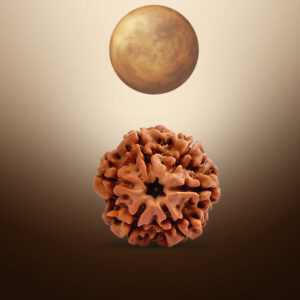 6 Mukhi Rudraksha - Image 3