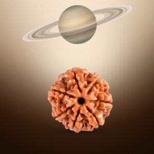 7 Mukhi Rudraksha - Image 3