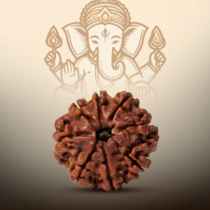 8 Mukhi Rudraksha - Image 3