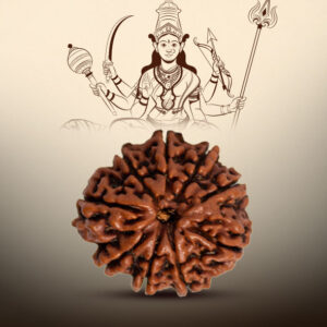 9 Mukhi Rudraksha - Image 3