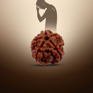 3 Mukhi Rudraksha - Image 4