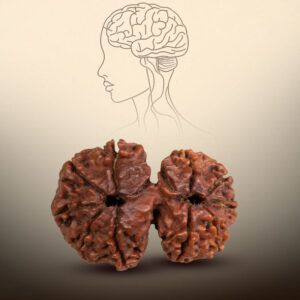 12 Mukhi Gauri Shankar Rudraksha - Image 4
