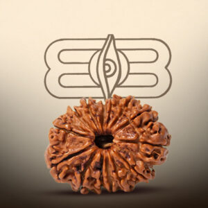 14 Mukhi Rudraksha - Image 4