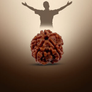 3 Mukhi Rudraksha - Image 5