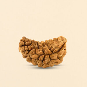 1 Mukhi Half Moon Shaped