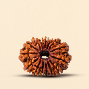 15 Mukhi Rudraksha