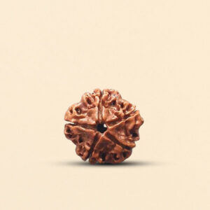 5 Mukhi Rudraksha