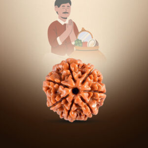 7 Mukhi Rudraksha - Image 4