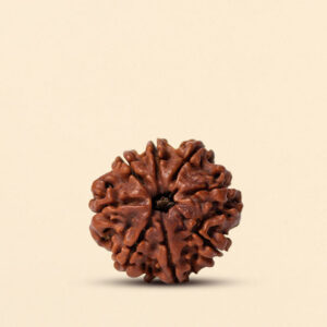 8 Mukhi Rudraksha