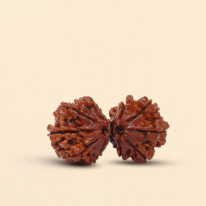 10 Mukhi Gauri Shankar Rudraksha