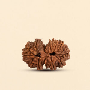 11 Mukhi Gauri Shankar Rudraksha