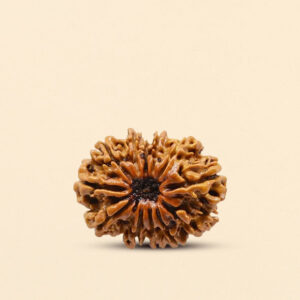 12 Mukhi Rudraksha