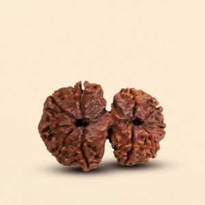 12 Mukhi Gauri Shankar Rudraksha