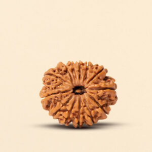 13 Mukhi Rudraksha