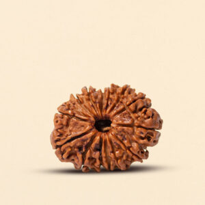 14 Mukhi Rudraksha