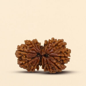 14 Mukhi Gauri Shankar Rudrkasha