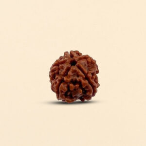 3 Mukhi Rudraksha
