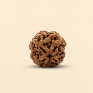 4 Mukhi Rudraksha